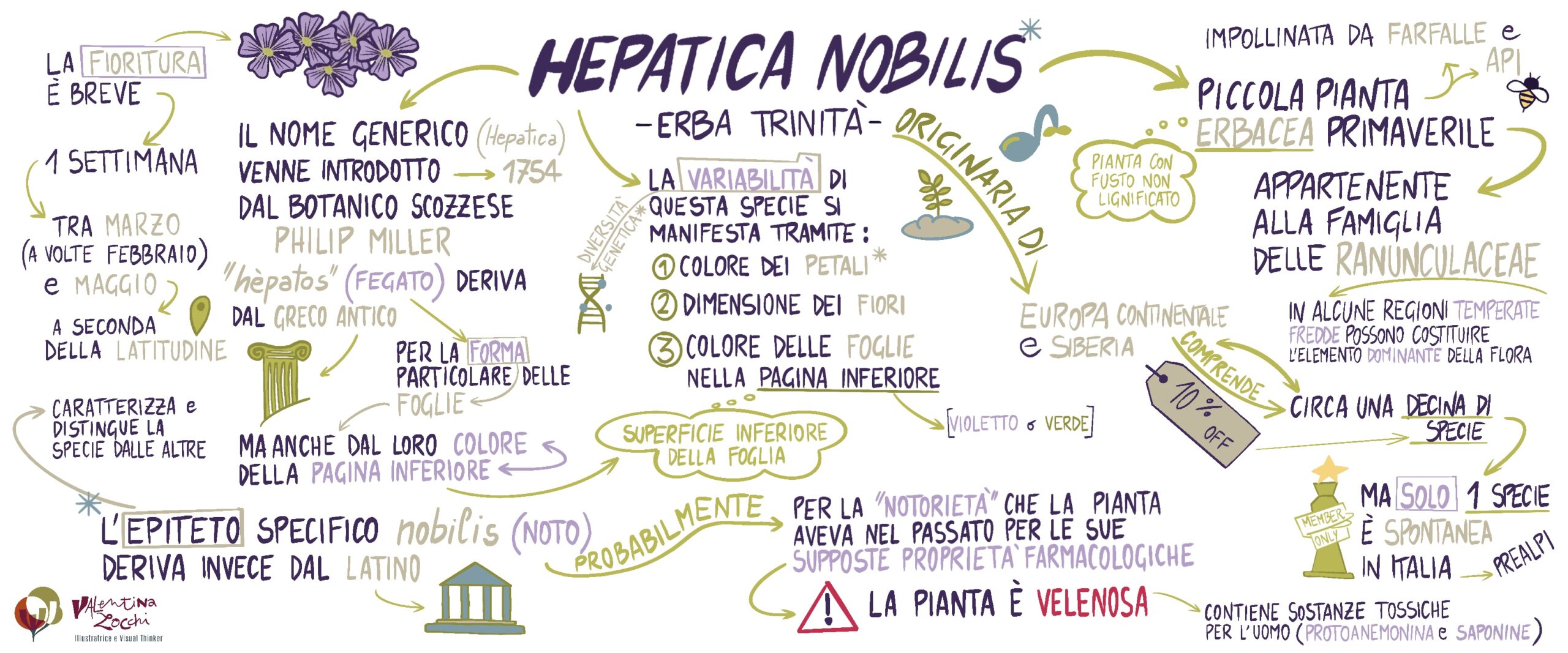 Home hepatica nobilis erba trinità valentina zocchi