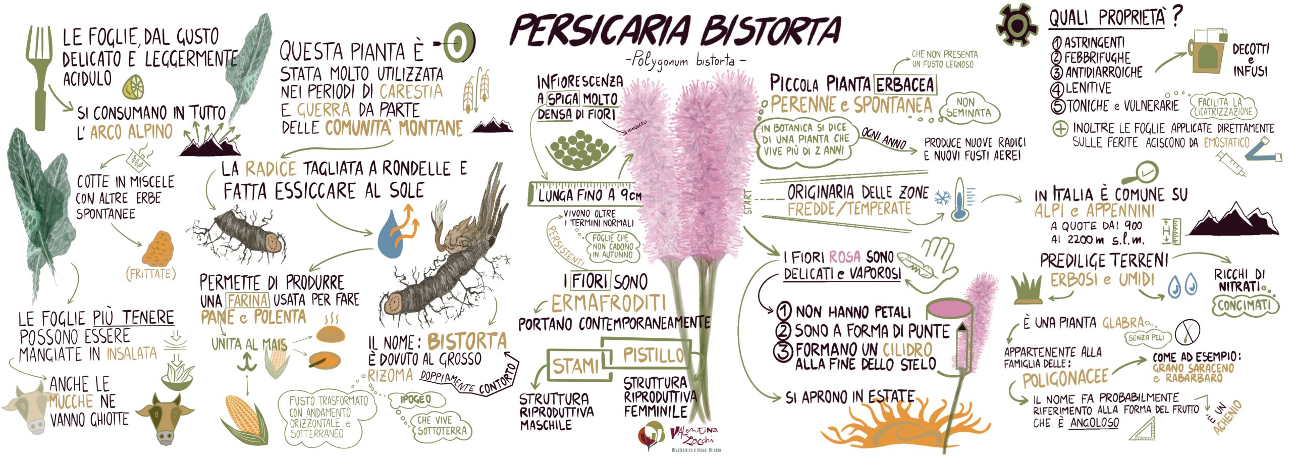 Home persicaria bistorta valentina zocchi