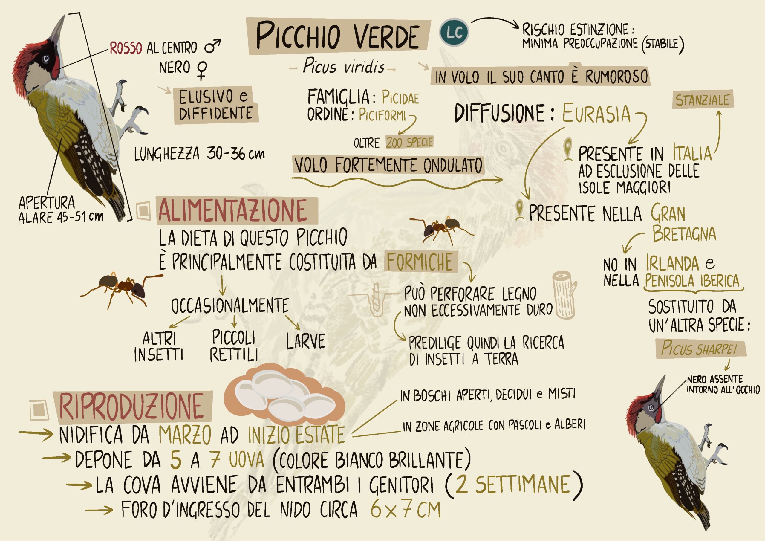Ti regalo picchio verde a4